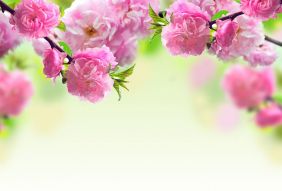 Фотообои Розовая цветущая ветвь