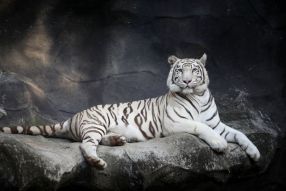 Фреска Белый тигр отдыхает