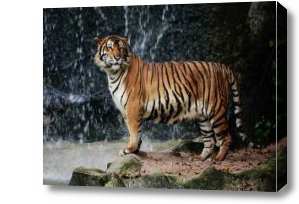 Картина Тигр у водопада