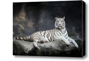 Картина Белый тигр отдыхает
