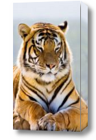 Картина амурский тигр