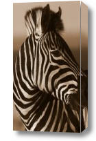 Картина зебра